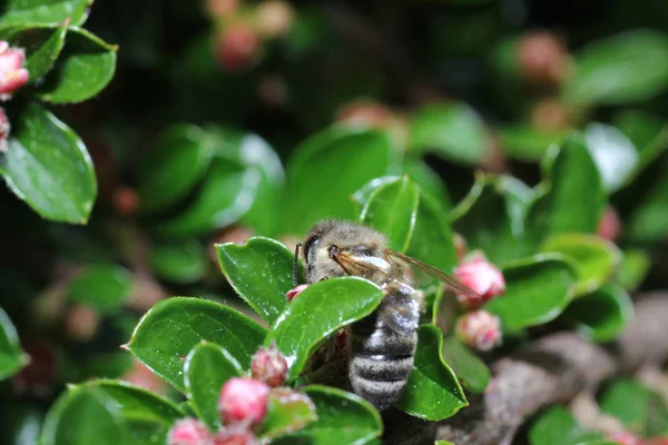 Vilda Bin Alla Bee Arter Överfamiljen Med Undantag Honungsbiet — Stockfoto