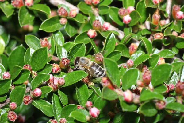 Dzikie Pszczoły Wszystkich Gatunków Pszczół Nadrodziny Wyjątkiem Pszczół — Zdjęcie stockowe
