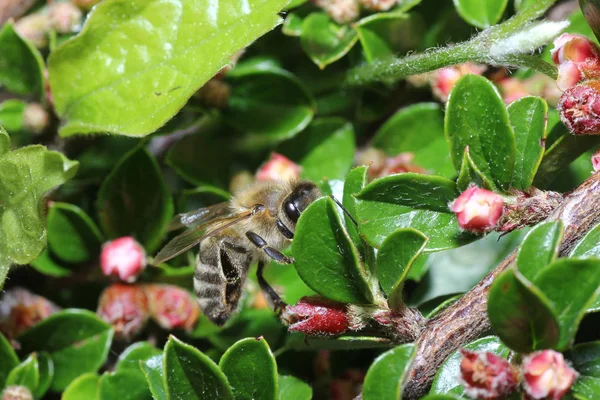 Vilda Bin Alla Bee Arter Överfamiljen Med Undantag Honungsbiet — Stockfoto
