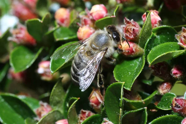 Les Abeilles Sauvages Sont Toutes Des Espèces Abeilles Superfamille Exception — Photo