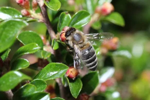 Les Abeilles Sauvages Sont Toutes Des Espèces Abeilles Superfamille Exception — Photo