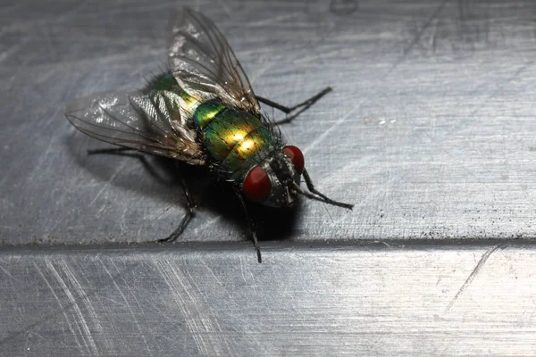 Mosca Tem Dois Subordinados Pássaro Duas Asas Enquanto Inúmeras Famílias — Fotografia de Stock