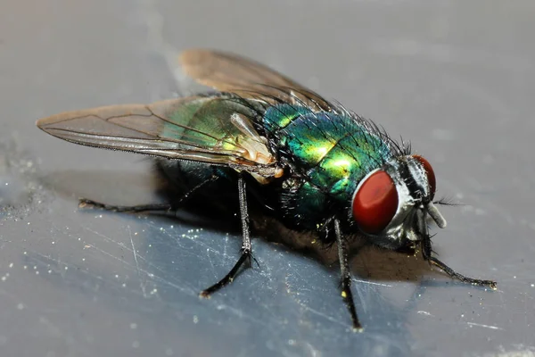 Sineğin iki kanatlı kuşunun iki astı var.