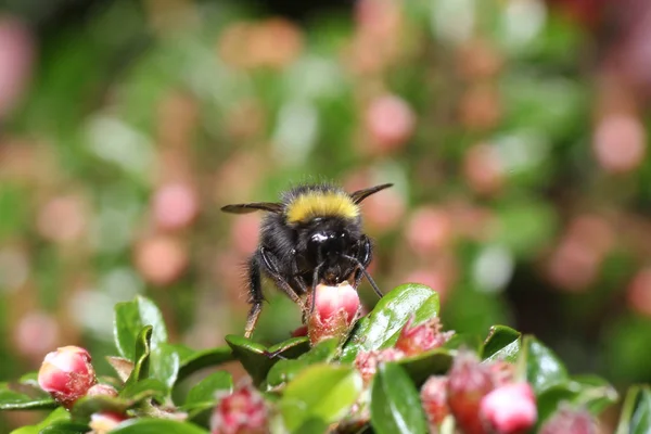 Vilda Bin Alla Bee Arter Överfamiljen Med Undantag Honungsbiet — Stockfoto