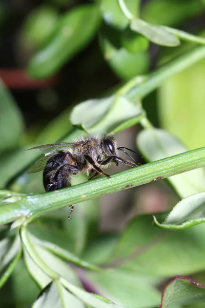 Dzikie Pszczoły Wszystkich Gatunków Pszczół Nadrodziny Wyjątkiem Pszczół — Zdjęcie stockowe