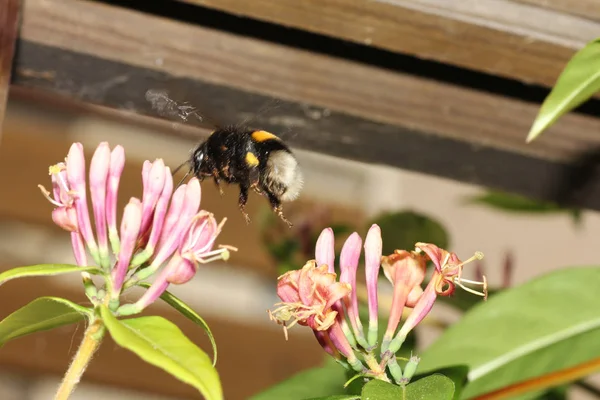 Trzmiel Jest Jednym Prawdziwe Pszczoły Państwa Tworzące Owadów — Zdjęcie stockowe