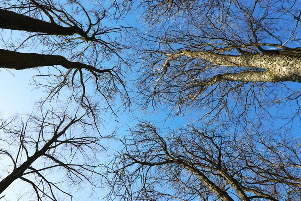 Дерева Сфотографовані Взимку Листя Сонячний День — стокове фото