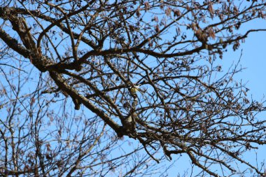 Kışın donmuş brook Bavyera