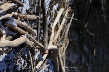 Kunduzdan soyulmuş ağaç parçaları