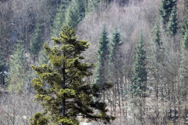 Kışın Bavyera iğne ormanı
