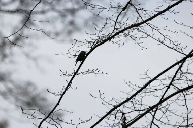Bir orman yürüyüş resimleri