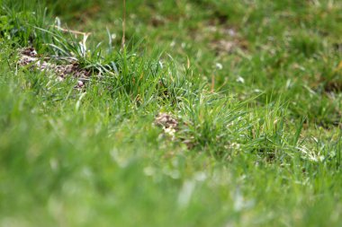 Bir orman yürüyüş resimleri