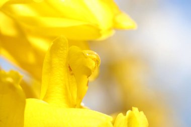 Laburnum fasulye ağacı, altına hücum veya sarı bir çalı olarak da bilinir, çiçekli bitkiler baklagil ailesinin bezelye ailesinin alt familya, bir cinsidir.