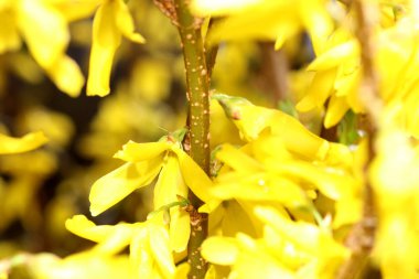 Laburnum fasulye ağacı, altına hücum veya sarı bir çalı olarak da bilinir, çiçekli bitkiler baklagil ailesinin bezelye ailesinin alt familya, bir cinsidir.