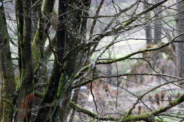 Bir Orman Yürüyüş Resimleri — Stok fotoğraf