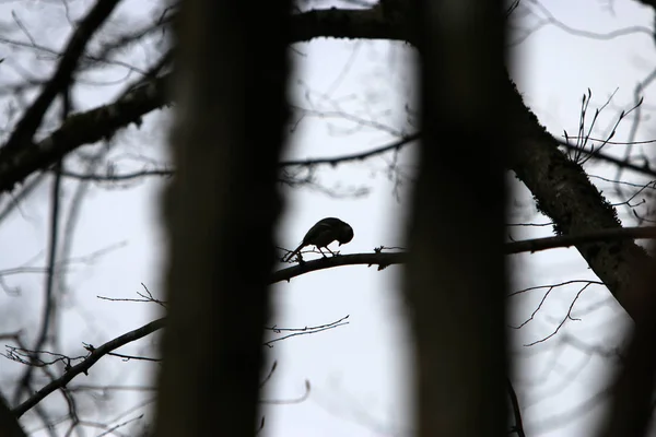 Bilder Promenad Skogen — Stockfoto