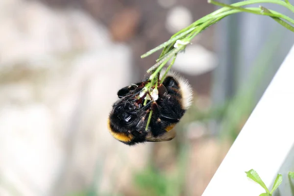 Trzmiele Rodzaj Należący Prawdziwe Pszczoły Powstawania Państwa Owady — Zdjęcie stockowe