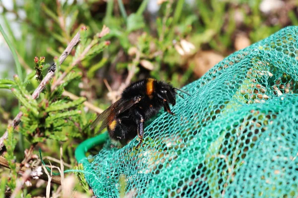 Trzmiele Rodzaj Należący Prawdziwe Pszczoły Powstawania Państwa Owady — Zdjęcie stockowe