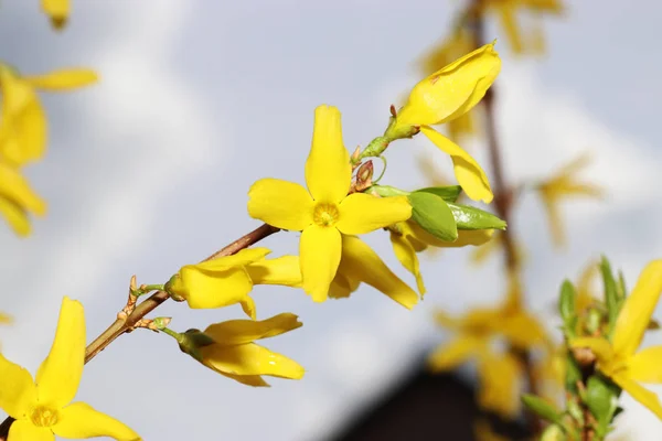 Laburnum Más Néven Bean Tree Aranyláz Vagy Sárga Cserje Virágos — Stock Fotó