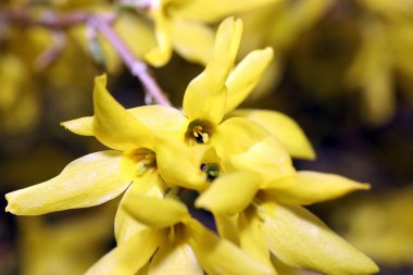 Almanya'da iyi özenle renkli bahar çiçekleri