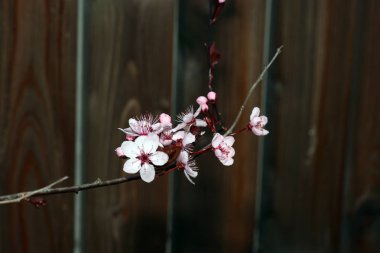Almanya'da iyi özenle renkli bahar çiçekleri