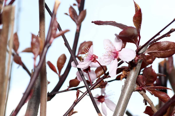 Coloridas Flores Primavera Que Crecen Con Buen Cuidado Alemania — Foto de Stock