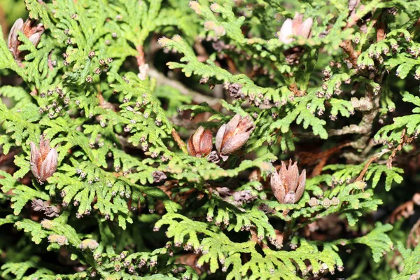 Coniferous Trees Carry Deciduous Needle Leaves — Stock Photo, Image