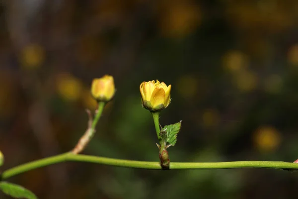 Coloridas Flores Primavera Que Crecen Con Buen Cuidado Alemania —  Fotos de Stock