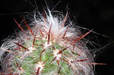 Kaktüs aile veya kısa kaktüsler karanfil gibi muz bitki içinde sırayla bir aileyiz.