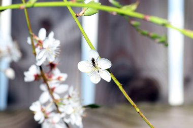 Almanya'da iyi özenle renkli bahar çiçekleri