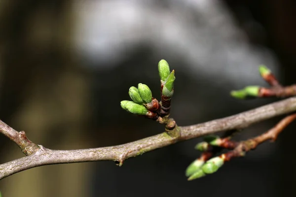 Los Arbustos Florecientes Deleitan Espectador Primavera — Foto de Stock