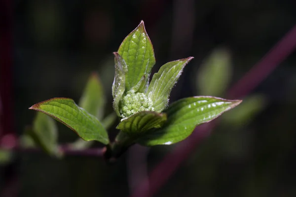 Los Arbustos Florecientes Deleitan Espectador Primavera — Foto de Stock