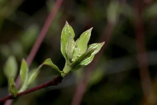 Los Arbustos Florecientes Deleitan Espectador Primavera — Foto de Stock