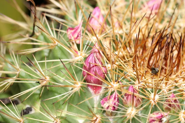 Kaktusz Család Vagy Rövid Kaktuszok Egy Család Szegfű Mint Lándzsás — Stock Fotó