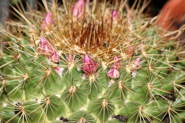 Cactus Familie Korte Cactussen Zijn Een Familie Orde Anjer Achtige — Stockfoto