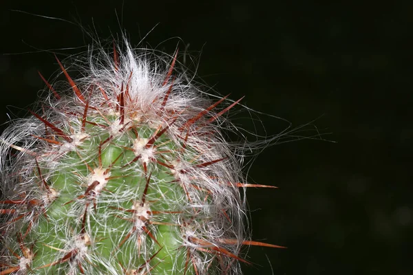 仙人掌家族或短仙人掌是一种在植物中的一种家族 — 图库照片