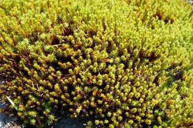 Almanya'da iyi özenle renkli bahar çiçekleri