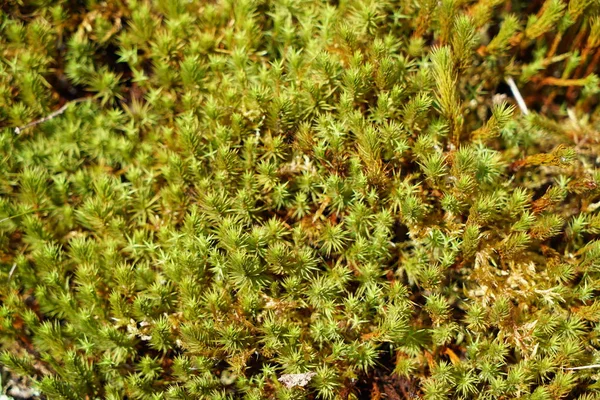 Plantas Raras Otros Países Que Crecen Con Buen Cuidado — Foto de Stock