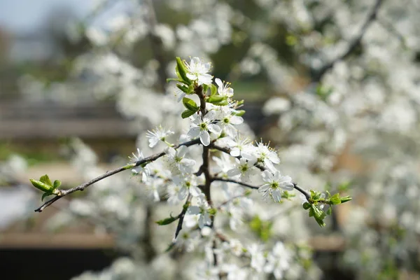 Rare Plants Other Countries Which Grow Good Care Germany — Stock Photo, Image