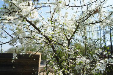 Almanya'da iyi bakım ile büyümek diğer ülkelerden gelen nadir bitkiler