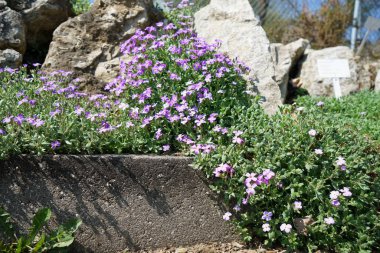 Almanya'da iyi bakım ile büyümek diğer ülkelerden gelen nadir bitkiler