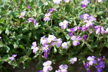 Almanya'da iyi bakım ile büyümek diğer ülkelerden gelen nadir bitkiler