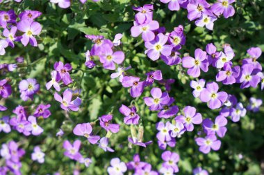 Almanya'da iyi bakım ile büyümek diğer ülkelerden gelen nadir bitkiler