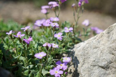 Almanya'da iyi bakım ile büyümek diğer ülkelerden gelen nadir bitkiler