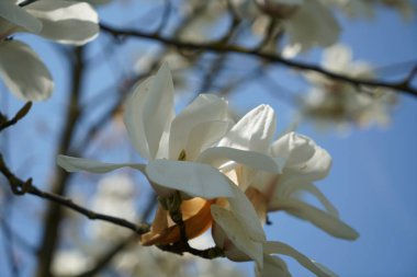 Çiçekli bitkiler lekeli ve baharda Almanya'da fotoğrafı