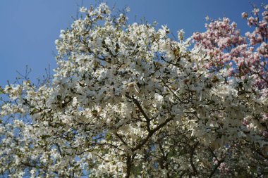 Çiçekli bitkiler lekeli ve baharda Almanya'da fotoğrafı