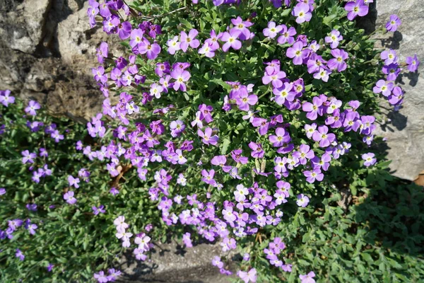 Zeldzame Planten Uit Andere Landen Die Met Goede Zorg Duitsland — Stockfoto