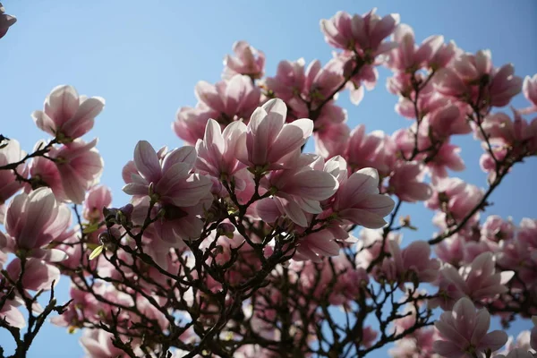 Plantas Con Flores Vistas Fotografiadas Primavera Alemania — Foto de Stock