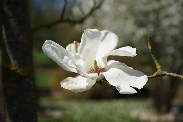 Flowering Plants Spotted Photographed Spring Germany — Stock Photo, Image