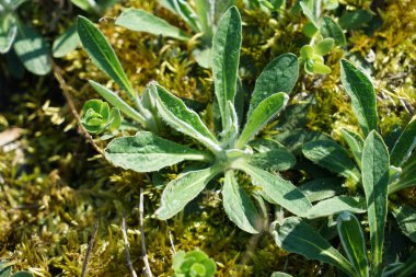 Almanya'da iyi bakım ile büyümek diğer ülkelerden gelen nadir bitkiler